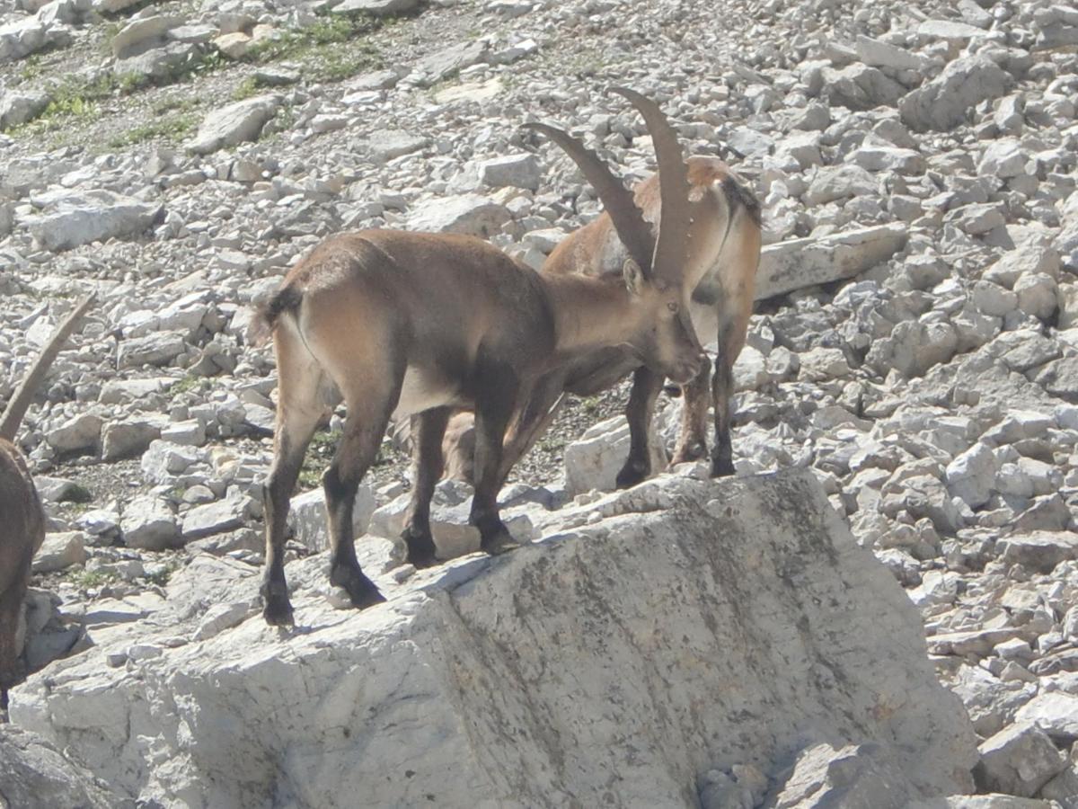 Walliser Stube Aparthotel Mittelberg Exteriör bild